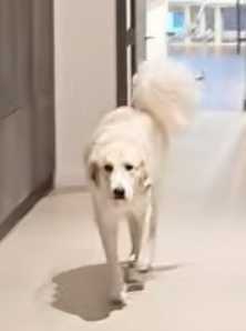 WhopDog