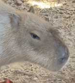 Peanut The Capybara logo