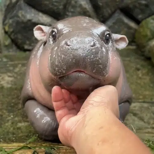 Moodeng The Hippo logo